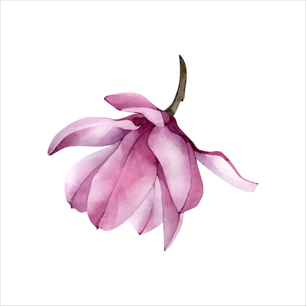 Pink Hand Drawn Watercolor Magnolia Flower Illustration isolated on a white background Watercolour