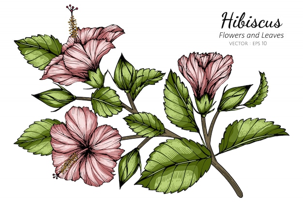 벡터 핑크 히 비 스커 스 꽃과 잎 그림 흰색 배경에 라인 아트와 그림.