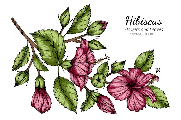 Vector pink hibiscus flower and leaf drawing illustration with line art on white backgrounds.