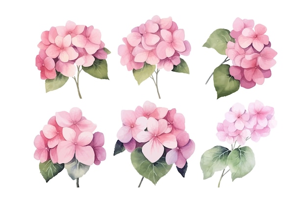 Vector pink hydrangea flower nature botanical decorative collection vector illustration isolated collection tropical leaf set