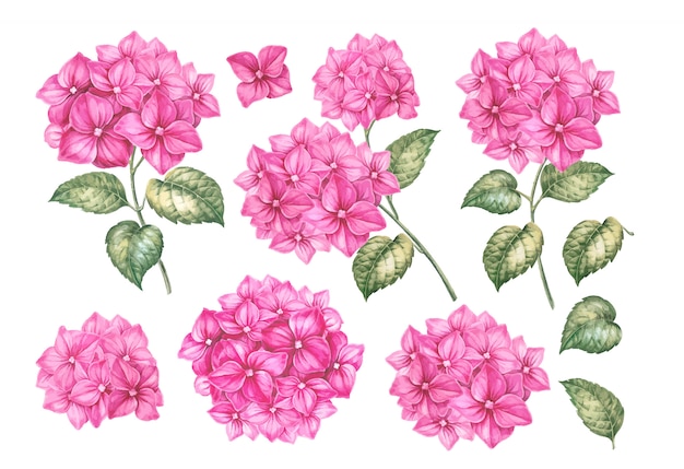Vettore set di fiori di ortensia rosa.