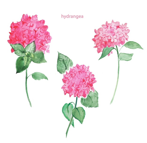 Vector pink hydrangea, hydrangeas, flowers, blossom, watercolor illustration ,floral  ,