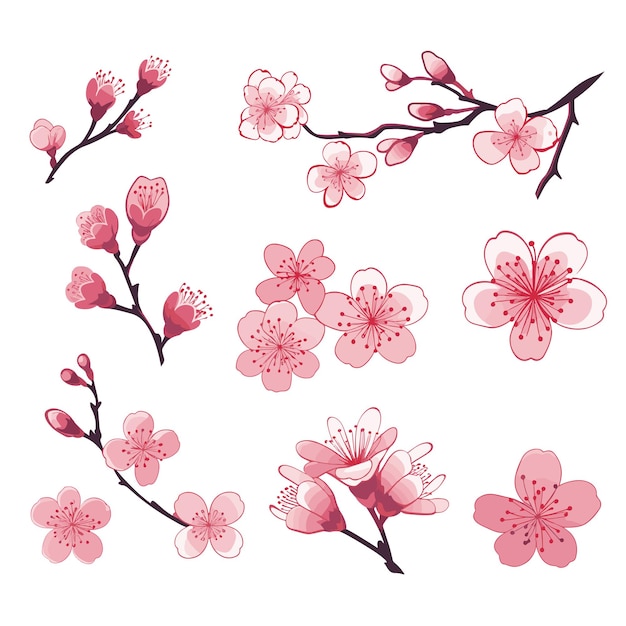 Vector pink japanese cherry blossoms spring cherry blossom cherry blossom japanese sakura