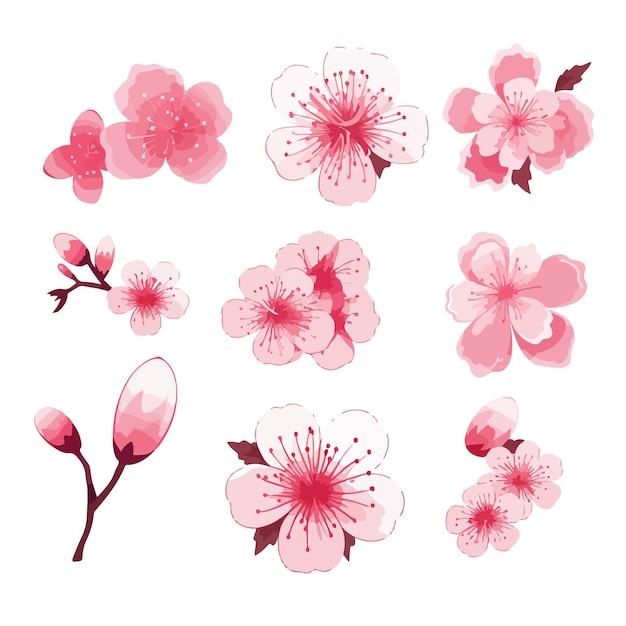 Vettore fiori di ciliegio rosa giapponesi vettore fiori di ciliegio giapponesi sakura