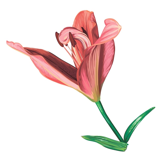 розовый цветок лилии на белом фоне