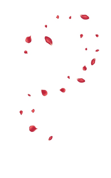 Вектор Розовый лотос падение вектор белом фоне
