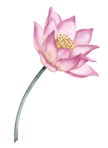 Pink Lotus Flower on isolated background Watercolor hand drawn illustration of water Lily for Spa design Drawing of waterlily in delicate colors for greeting cards Floral sketch for icon or logo