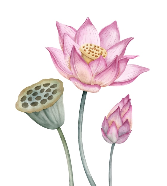 Pink Lotus Flower Watercolor hand drawn illustration of water lily on isolated background Botanical drawing of Waterlily for wedding invitations or spa design in Zen style Blooming Asian plant