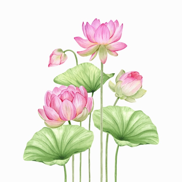 Розовые цветы и листья лотоса. Акварельные иллюстрации Композиция с лотосом. китайская водяная лилия