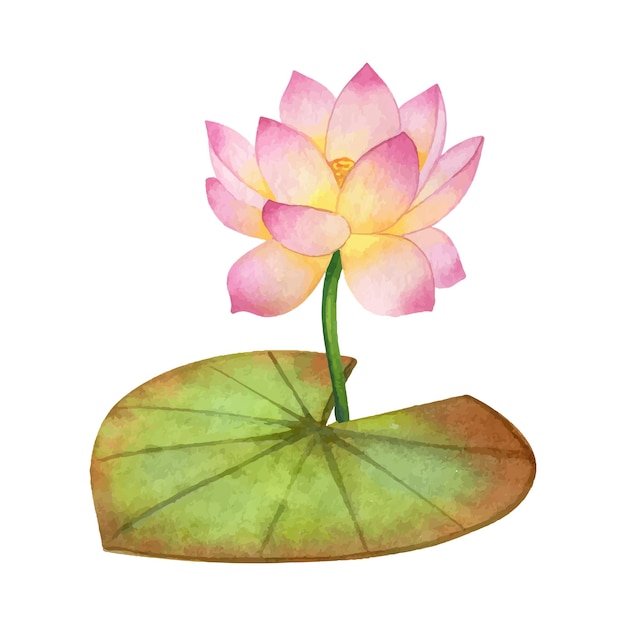 Pink lotus on stem with leaf hand drawn watercolor vector illustration isolated on white background