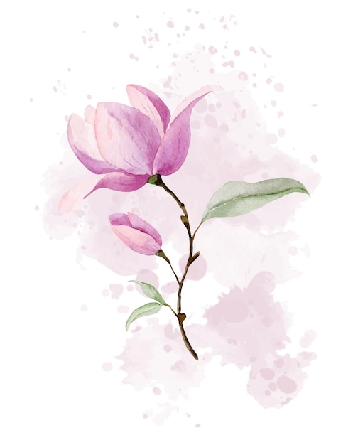 Pink Magnolia Flower on delicate abstract spot Blooming plant with green leaves Watercolor botanical hand drawn illustration on isolated background for greeting cards or wedding invitations