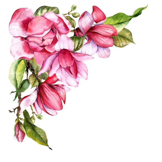 Vector pink magnolia flower hand painted watercolor illustration