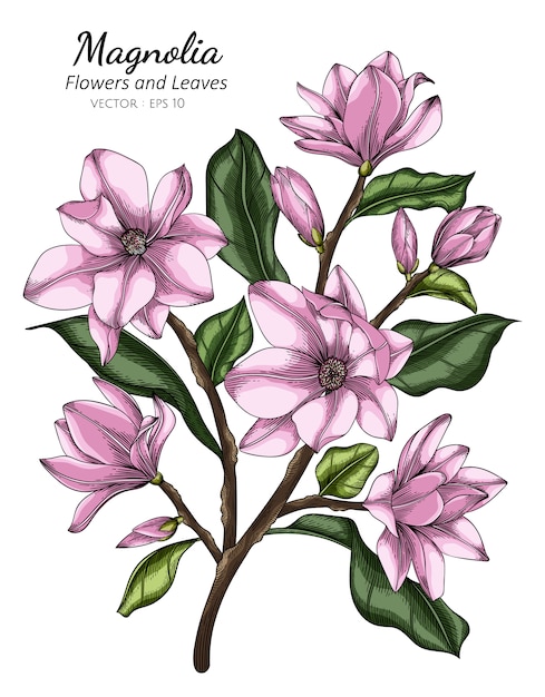 Pink magnolia flower and leaf drawing illustration with line art on white