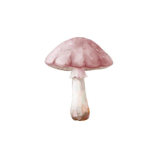 白い茎を持つピンクのキノコ