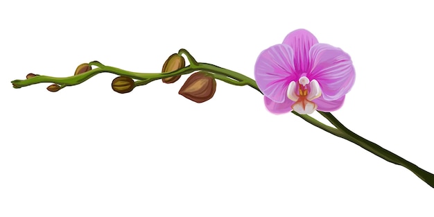 Vector pink orchid branch