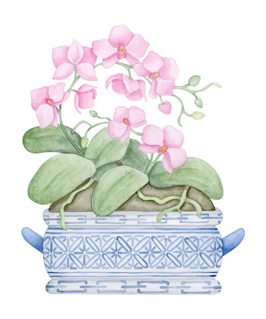 Pink orchid flowers with blue and white Chinese porcelain pot Watercolor botanical illustration