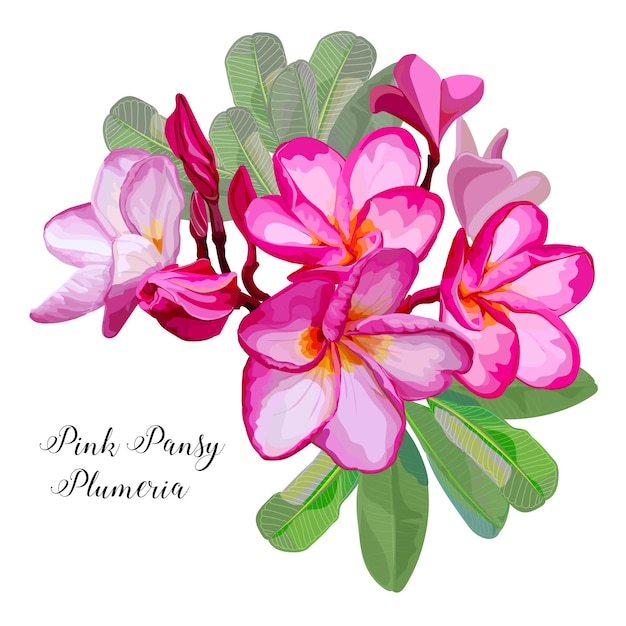 Vector pink pansy plumeria