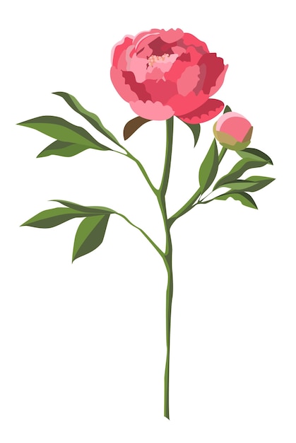 A pink peony flower with green leaves and a bud on a white background