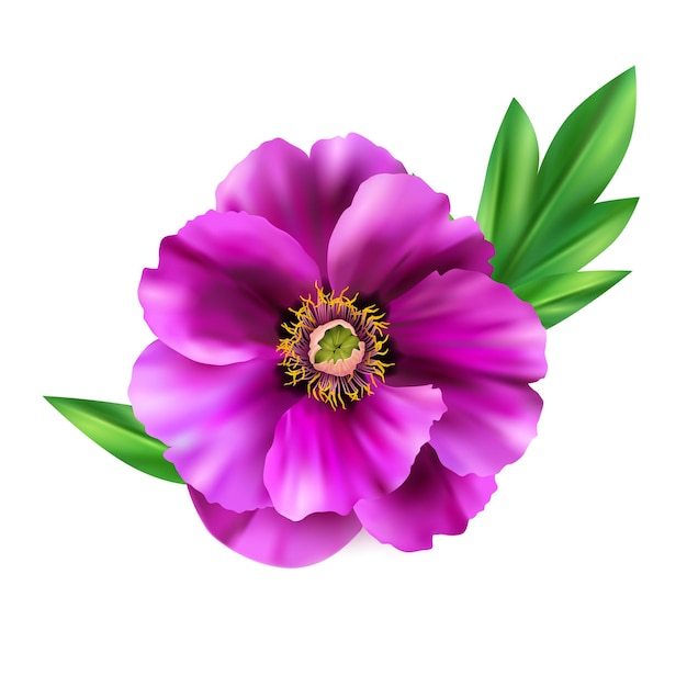 Vector pink peony flower