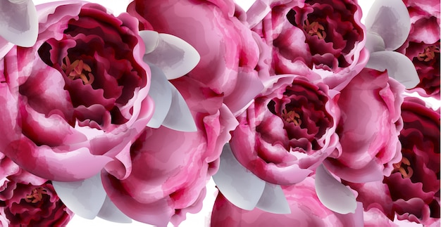 La peonia rosa fiorisce l'acquerello del fondo