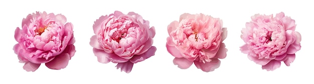 Vector pink peony vector set isolated on white background