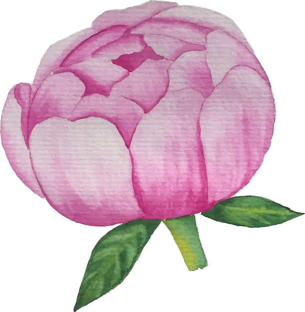 Vettore di peonia rosa