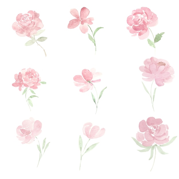 Vector pink peony watercolor flower collection set