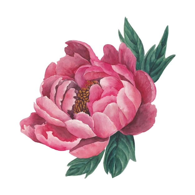 Vector pink peony watercolor vector