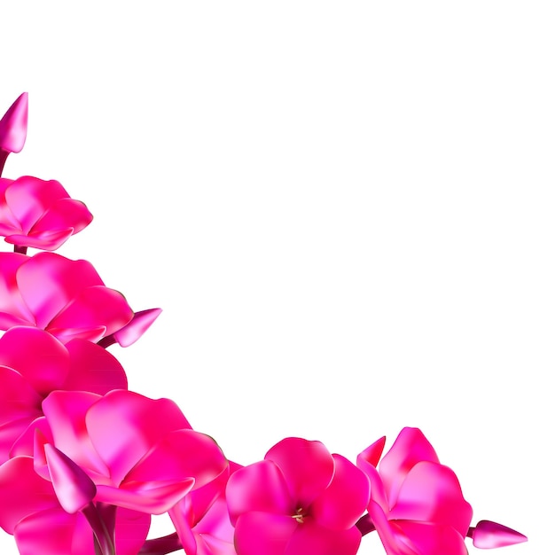 Pink Phlox Flowers Vector Illustration EPS10