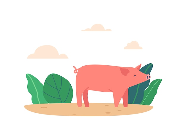 Pink Pig Runs Through Summer Field Snorting And Enjoying Its Freedom Surrounded By Green Plants And Cloudy Sky