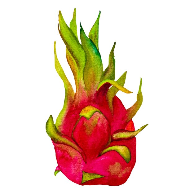 Vector pink pitaya