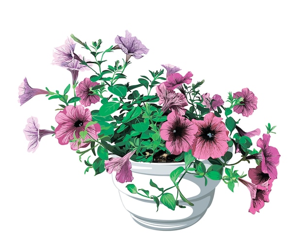 Pink and purple petunia flowers in a white pot on a white background