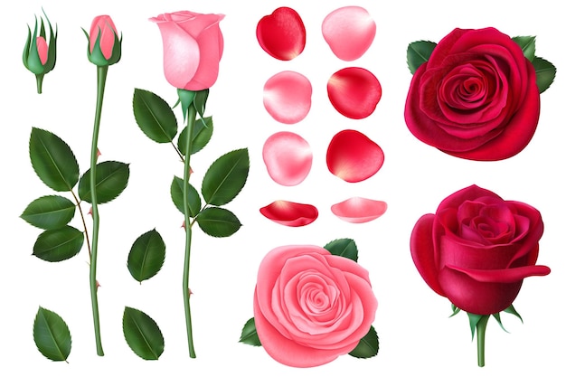 Rosa e rosa rossa. dolci fiori romantici, bouquet primaverili ed estivi con petali. elemento floreale 3d realistico della carta di nozze e di san valentino. bouquet floreale romantico, illustrazione di rosa di nozze