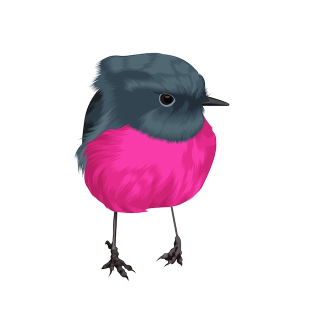 Pink robin vogel vector