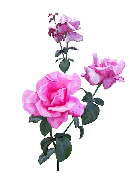 Vettore bella natura del mazzo della rosa di rosa su bianco