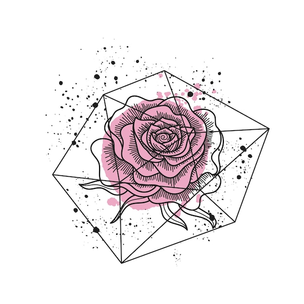 Pink rose flower isolated vector