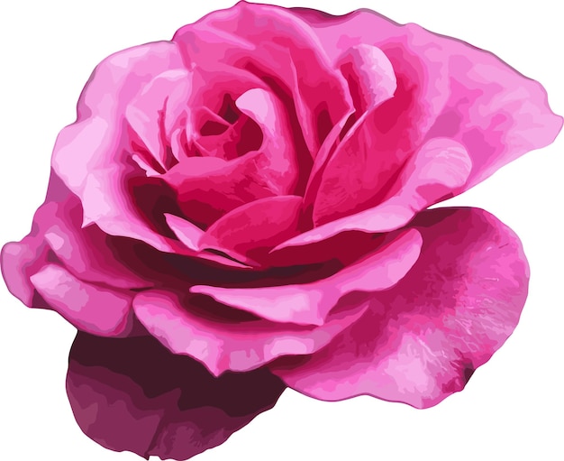 Pink rose flower parts vector image