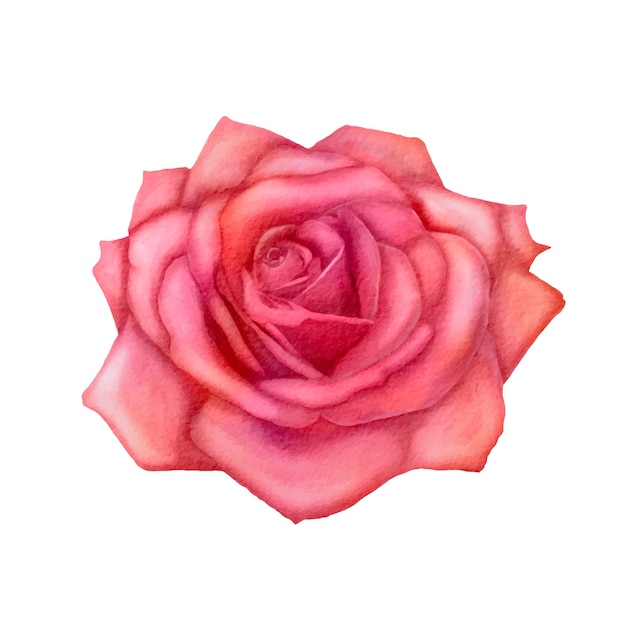 Pink rose flower Premium Vector Isolated Beautiful Pink Rose on the White Background