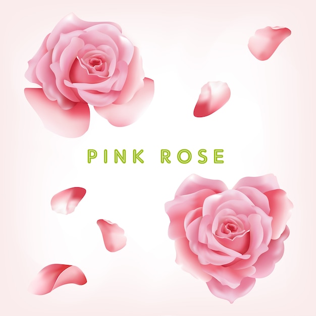 Vector pink rose flowers collection