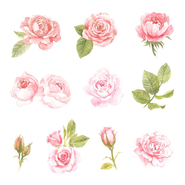 Pink rose watercolor collection