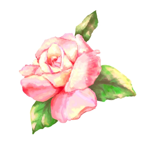 Pink rose on a white background Watercolor vector illustration Vector illustration