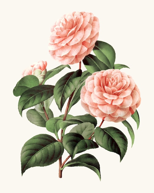 A pink rose with green leaves