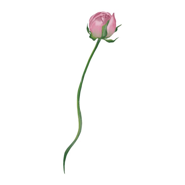 Розовая роза с длинным стеблем и зеленым стеблем.