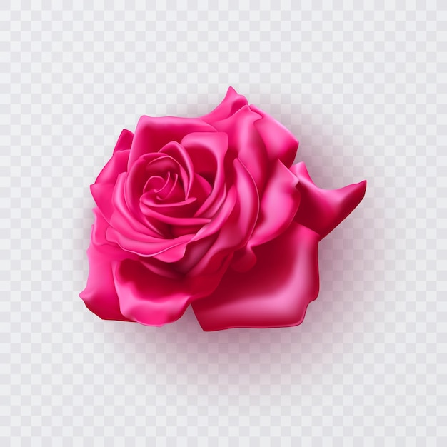 Vector pink rose with shadow realistic illustration on transparent background