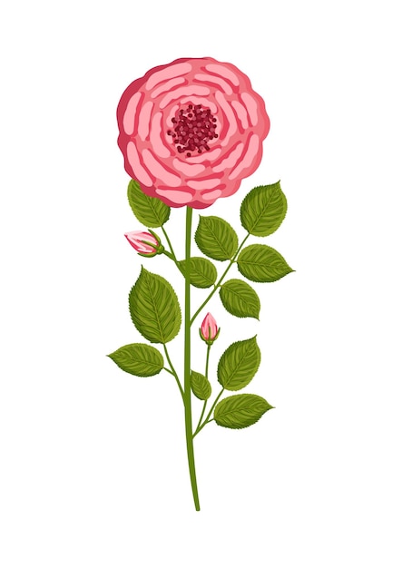 Vector pink rose with stem and leaves botanical vector illustration isolated on white background for postcard poster ad decor fabric and other uses