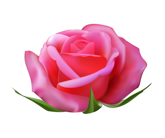 Vector pink rose