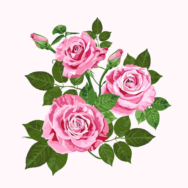 Vector pink roses bouquet isolated on white