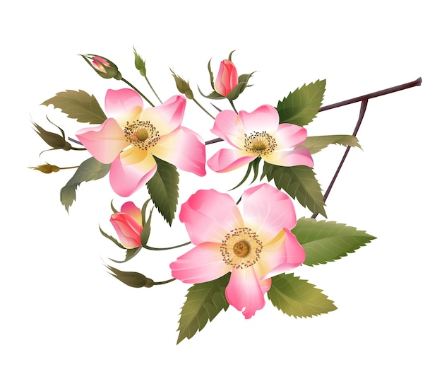 Vettore illustrazione vettoriale di bouquet di rose rosa