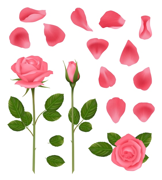 Vettore rose rosa. germogli e petali di rose romantiche belle piante da sposa con foglie vettore immagini realistiche impostate. rose bloom pink to, wedding decoration illustration