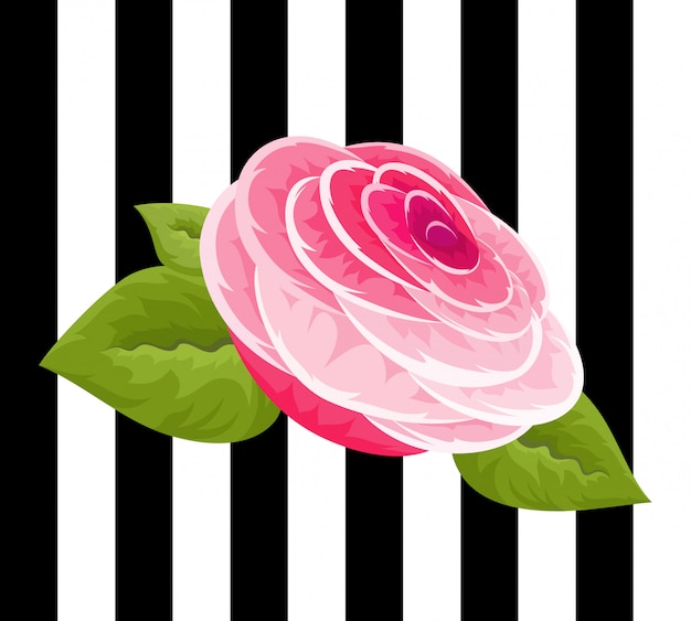 Rose e boccioli rosa